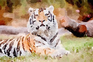 LSU Tiger by Helene Kurtz