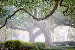 The Oaks at LSU