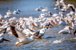 Pelicans in Flight at LSU